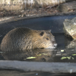 fasaneriewiesbad_47_2010-04-18