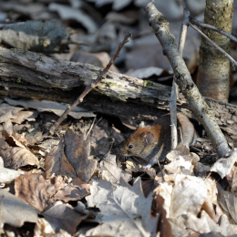 fasaneriewiesbad_36_2010-04-18