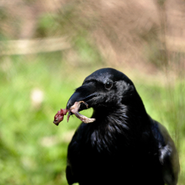 fasaneriewiesbad_04_2010-04-18