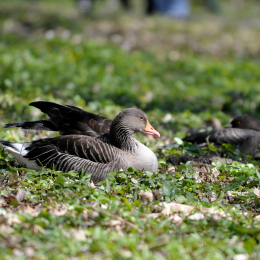 fasaneriewiesbad_07_2010-04-18