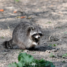 fasaneriewiesbad_28_2010-04-18