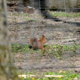 fasaneriewiesbad_25_2010-04-18