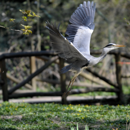 fasaneriewiesbad_16_2010-04-18