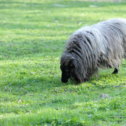 fasaneriewiesbad_46_2010-04-18