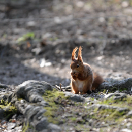 fasaneriewiesbad_41_2010-04-18