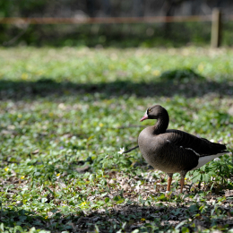fasaneriewiesbad_20_2010-04-18