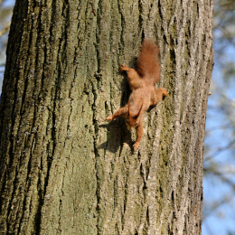 fasaneriewiesbad_44_2010-04-18