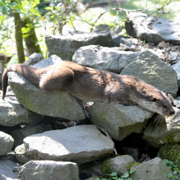 fasaneriewiesbad_02_2010-04-18