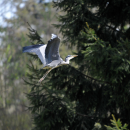 fasaneriewiesbad_13_2010-04-18