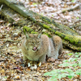 Fasanerie_Wiesbaden_20180422_012