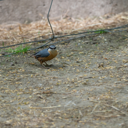 Fasanerie_Wiesbaden_20180422_009