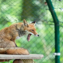 Fasanerie_Wiesbaden_20180422_014