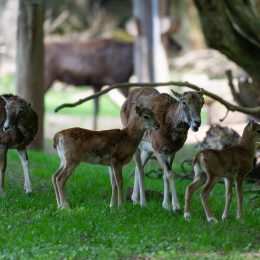 Fasanerie_Wiesbaden_20180422_005