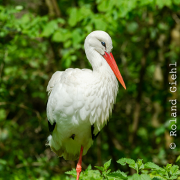 Fasanerie_Wiesbaden_20180422_003