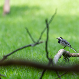 Fasanerie_Wiesbaden_20180422_008