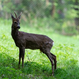 Fasanerie_Wiesbaden_20180422_010