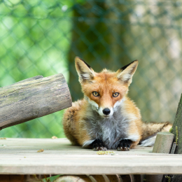 Fasanerie Wiesbaden April 2018