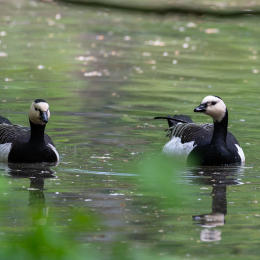 Fasanerie_Wiesbaden_20180422_004