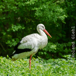 Fasanerie_Wiesbaden_20180422_001