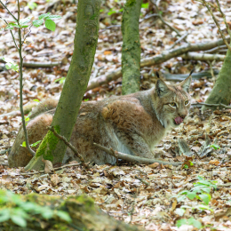 Fasanerie_Wiesbaden_20180422_011