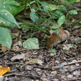 Fasanerie_Wiesbaden_2012-08-27_10