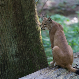 Fasanerie_Wiesbaden_2012-08-27_39