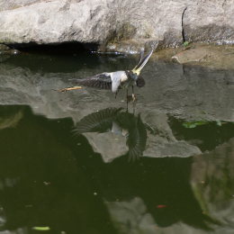 Fasanerie_Wiesbaden_2012-08-27_27