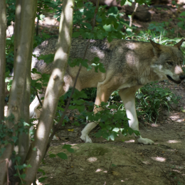 Fasanerie_Wiesbaden_2012-08-27_15