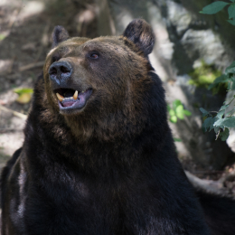 Fasanerie_Wiesbaden_2012-08-27_11