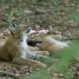 Fasanerie_Wiesbaden_2012-08-27_06
