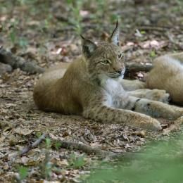 Fasanerie_Wiesbaden_2012-08-27_07