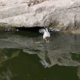 Fasanerie_Wiesbaden_2012-08-27_28