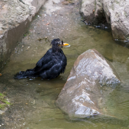 Fasanerie_Wiesbaden_2012-08-27_17