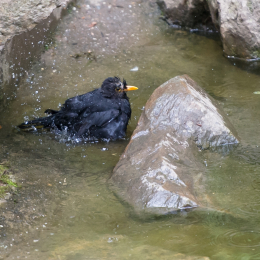 Fasanerie_Wiesbaden_2012-08-27_16