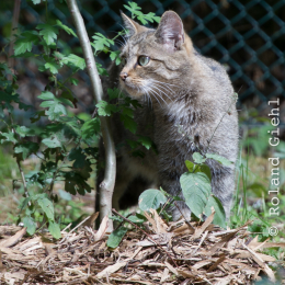 Fasanerie_Wiesbaden_2012-08-27_02