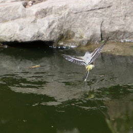 Fasanerie_Wiesbaden_2012-08-27_30