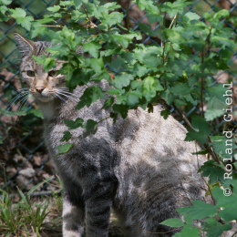 Fasanerie_Wiesbaden_2012-08-27_03