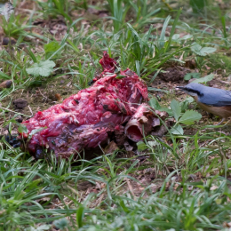 Fasanerie_Wiesbaden_2012-08-27_09