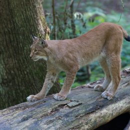 Fasanerie_Wiesbaden_2012-08-27_38