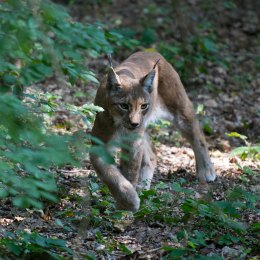Fasanerie Wiesbaden August 2012