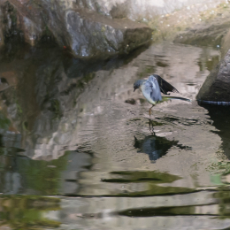 Fasanerie_Wiesbaden_2012-08-27_22