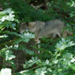 Fasanerie_Wiesbaden_2012-08-27_14