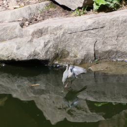 Fasanerie_Wiesbaden_2012-08-27_26