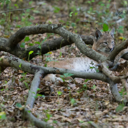 Fasanerie_Wiesbaden_2012-08-27_04