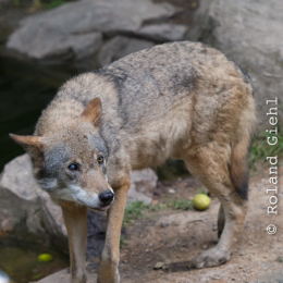 Fasanerie_Wiesbaden_2012-08-27_13