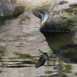 Fasanerie_Wiesbaden_2012-08-27_23