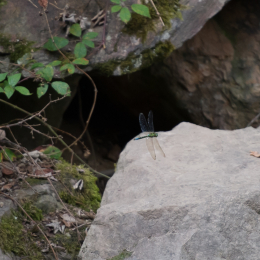 Fasanerie_Wiesbaden_2012-08-27_12