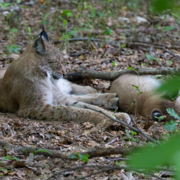 Fasanerie_Wiesbaden_2012-08-27_08