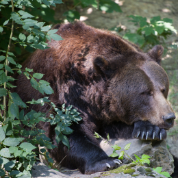 Fasanerie_Wiesbaden_2012-08-27_33