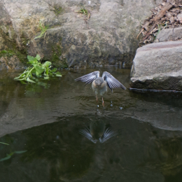 Fasanerie_Wiesbaden_2012-08-27_18